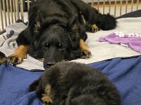 Ravel und Mama Cainook  Bes.: Sonja Item