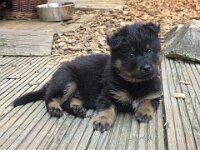 Ravel  Bes.: Sonja Item