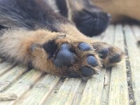 Ravel  Bes.: Sonja Item