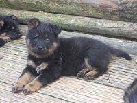 Ravel  Bes.: Sonja Item