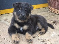 Ravel  Bes.: Sonja Item