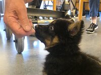 Ravel  Bes.: Sonja Item