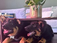 Ray und Rio  Bes.: Martine Zurkinden und Jael Bosson