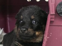 Rio  Bes.: Jael Bosson