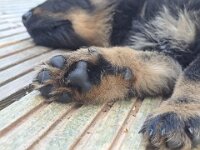 Rio  Bes.: Jael Bosson