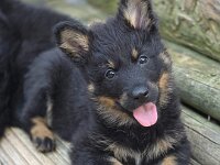 Rio  Bes.: Jael Bosson