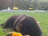 Rio im neuen Zuhause  Bes.: Jael Bosson