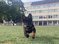 Rio  Bes.: Jael Bosson