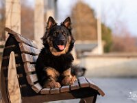 Navaro ze Zevlova dvora  Bes.: Nadine Gerber